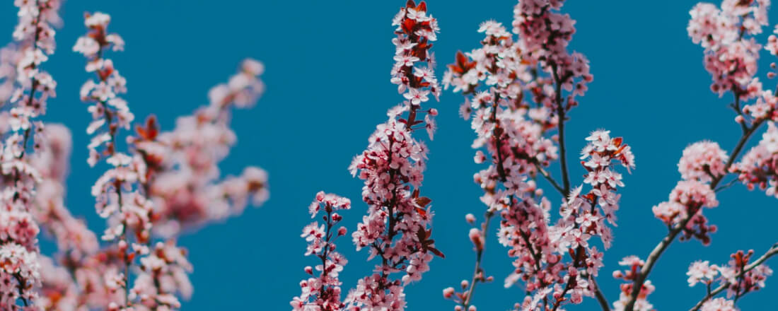 sakura flowers tree