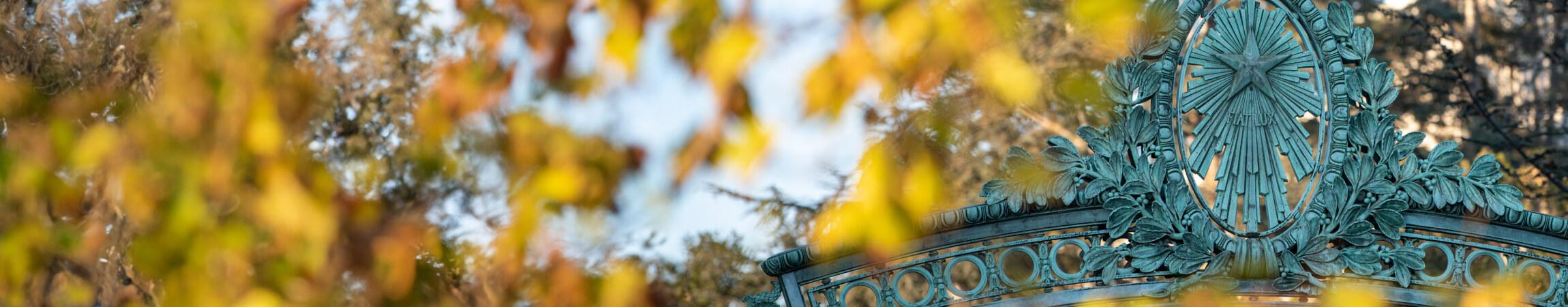 star arch through the autumn leaves